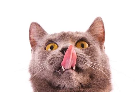 cat keeps licking lips|7 Reasons Why Cats Lick Their Lips .